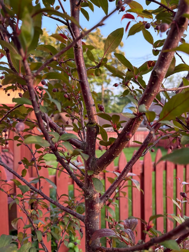 Prune With Purpose