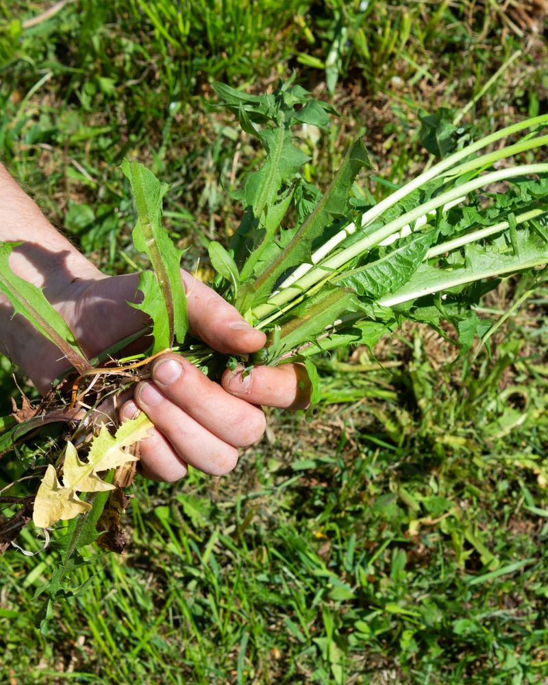 Manage Weeds Without Harming New Grass