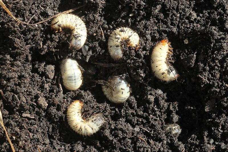 Ignoring Grub Warning Signs