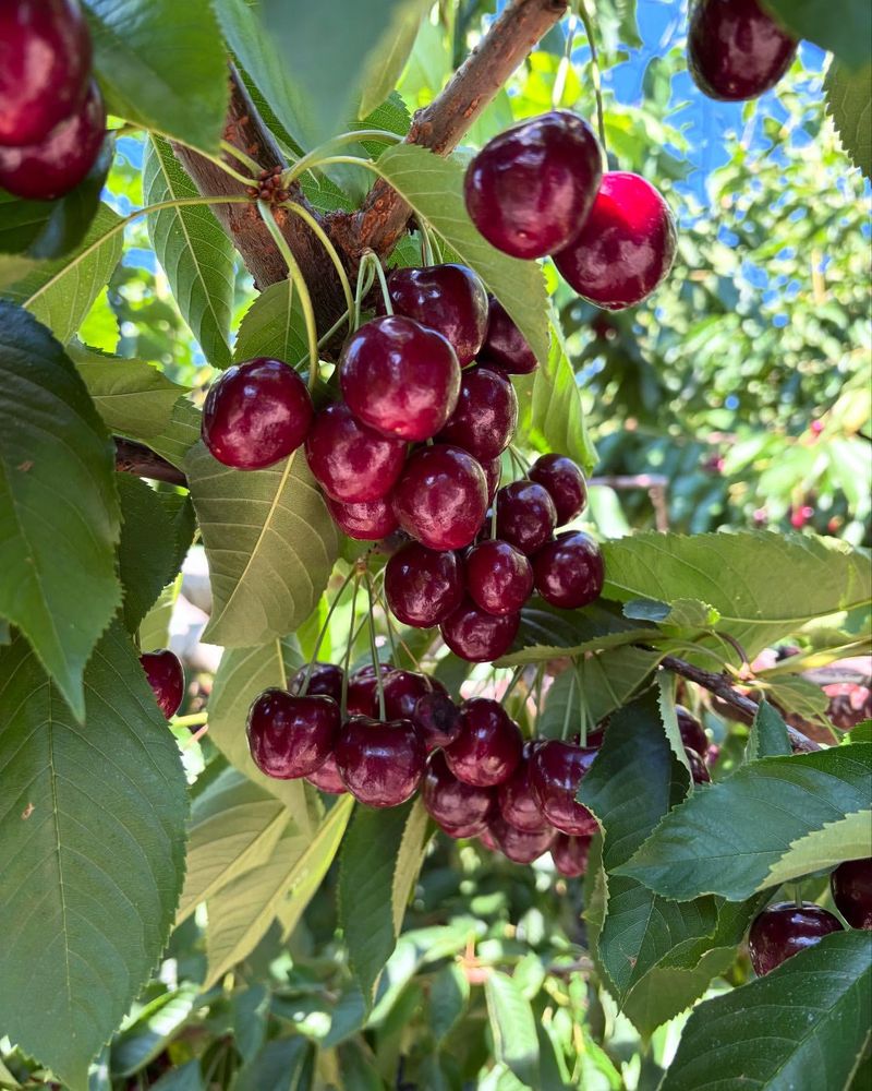 Sweet Cherry Trees
