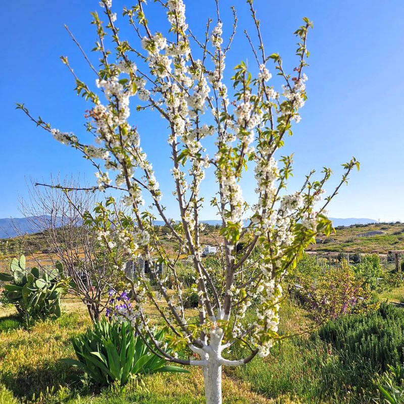 Sweet Cherry Trees