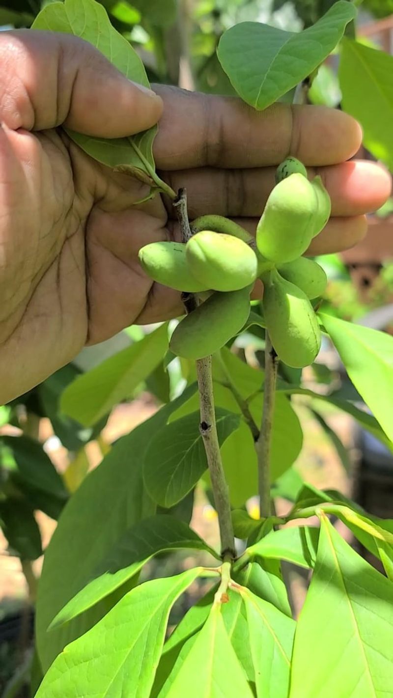 Pawpaw Trees With Mysterious Problems