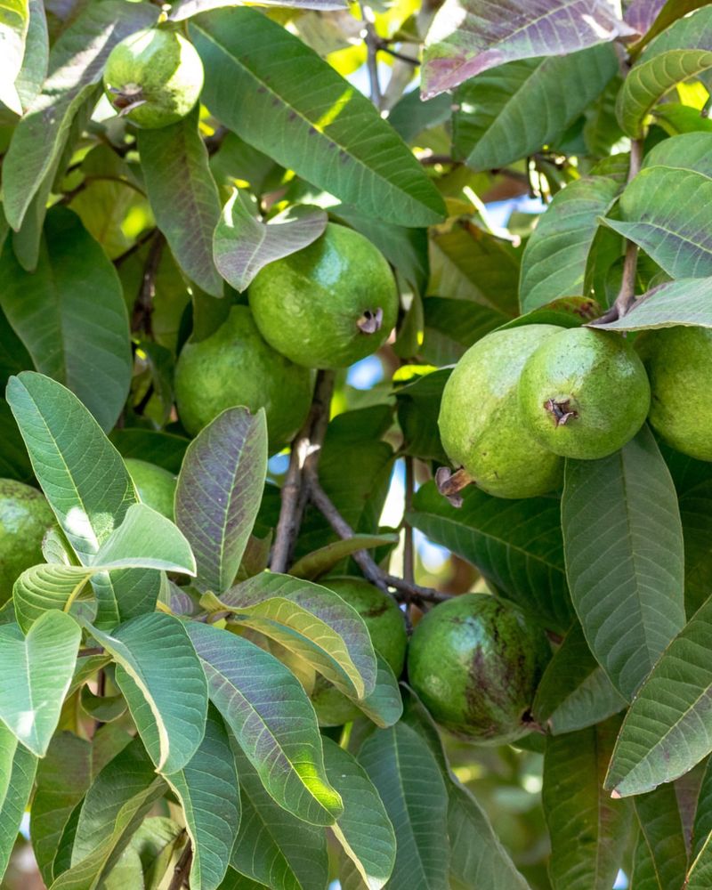 Guava