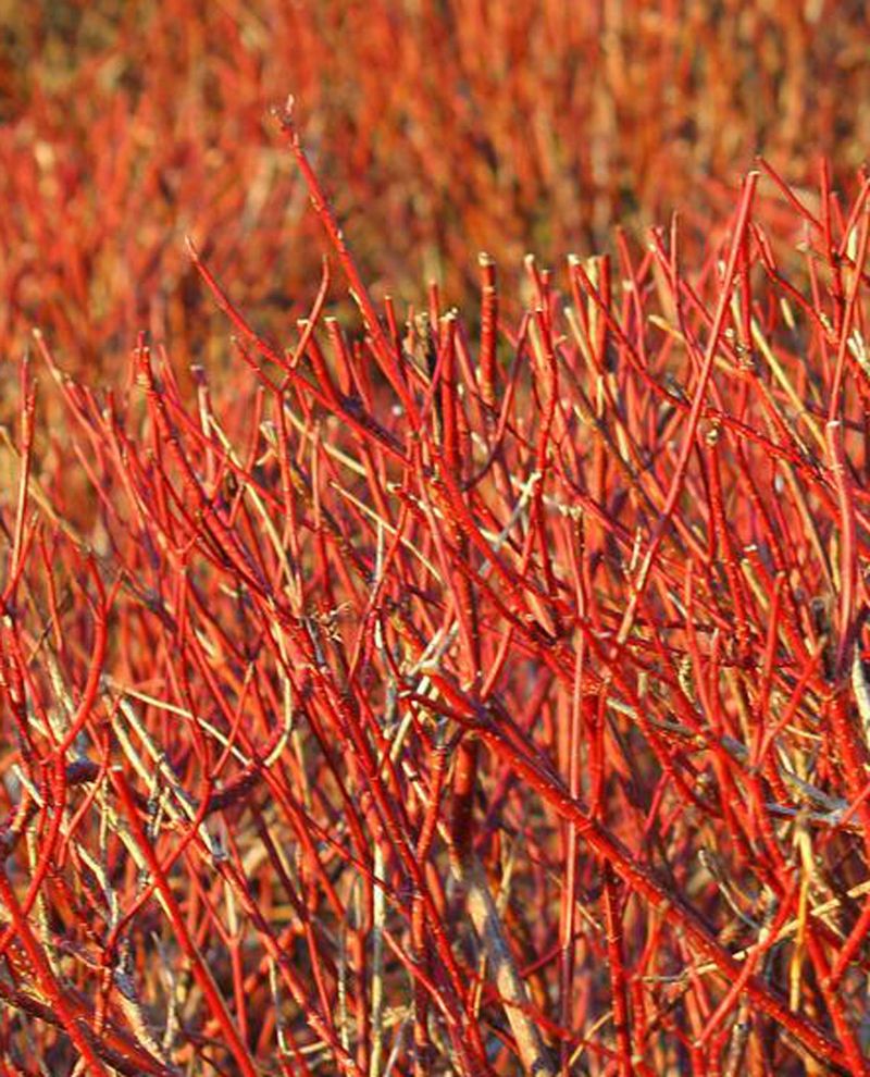 Red Twig Dogwood