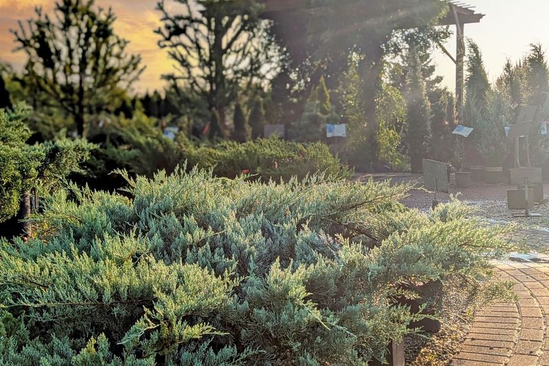 Juniper (Juniperus)