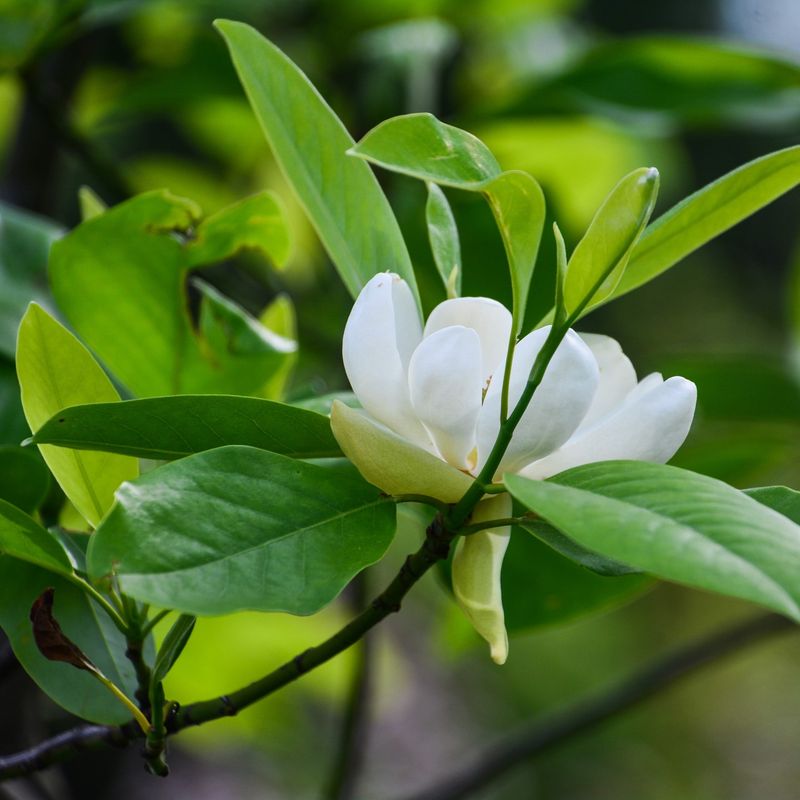 Sweet Bay Magnolia