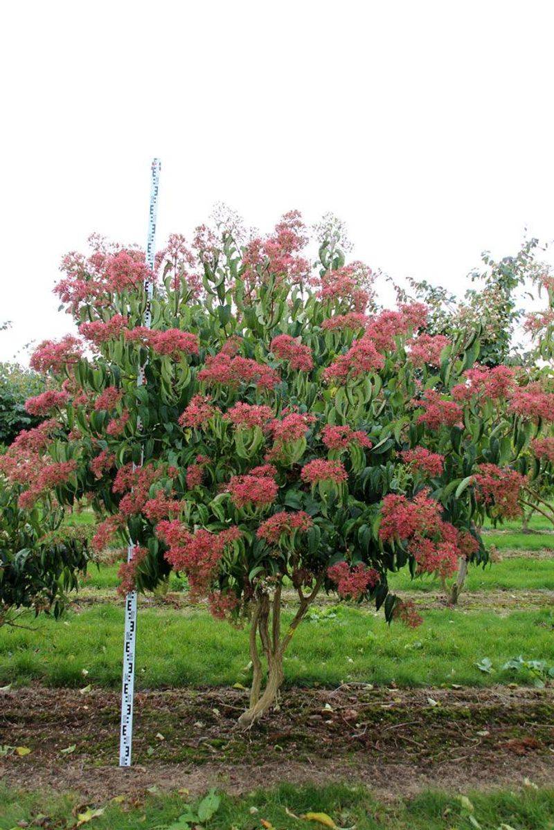 Spectacular Color Transformation Show