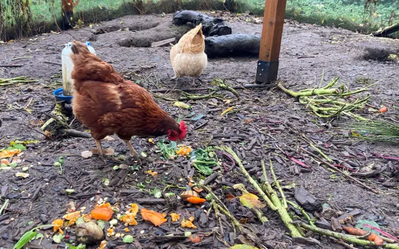 Turning Kitchen Scraps Into Garden Gold