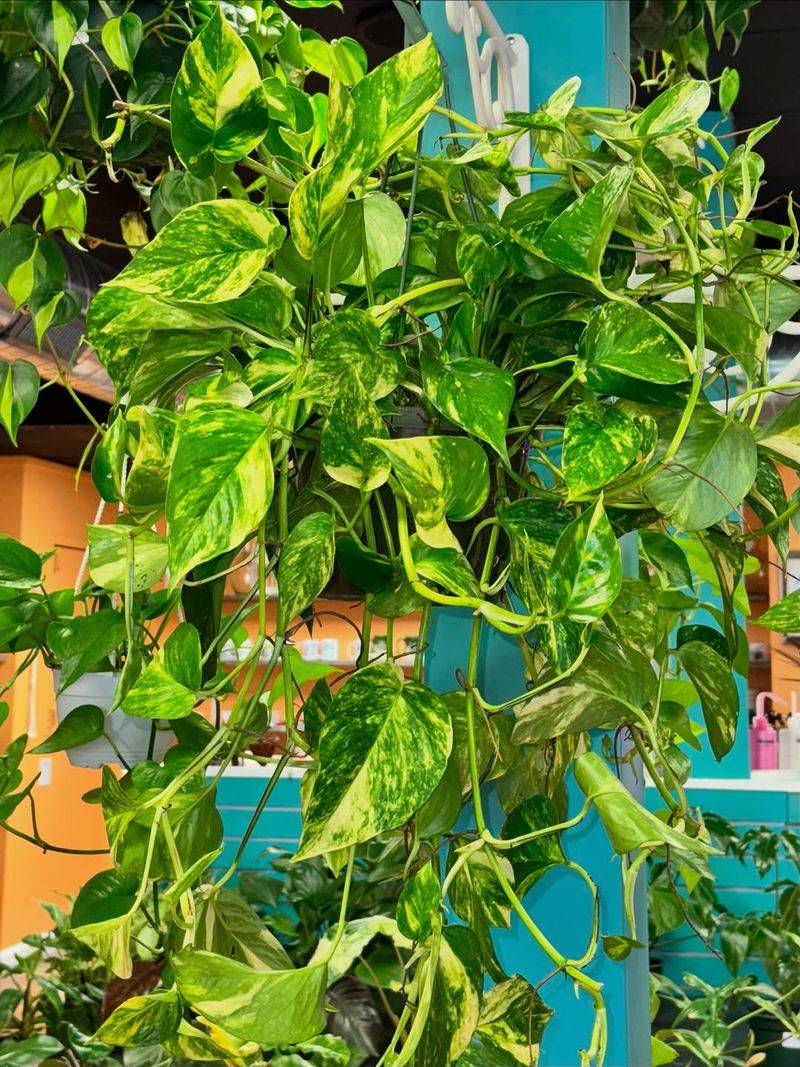 Pothos: The Trailing Superstar