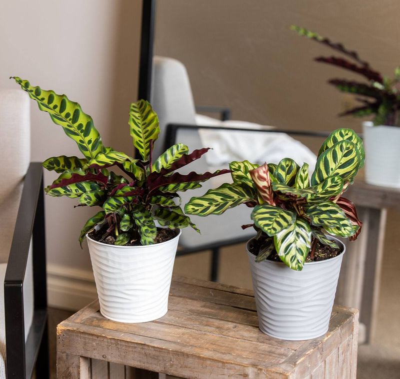 Calathea