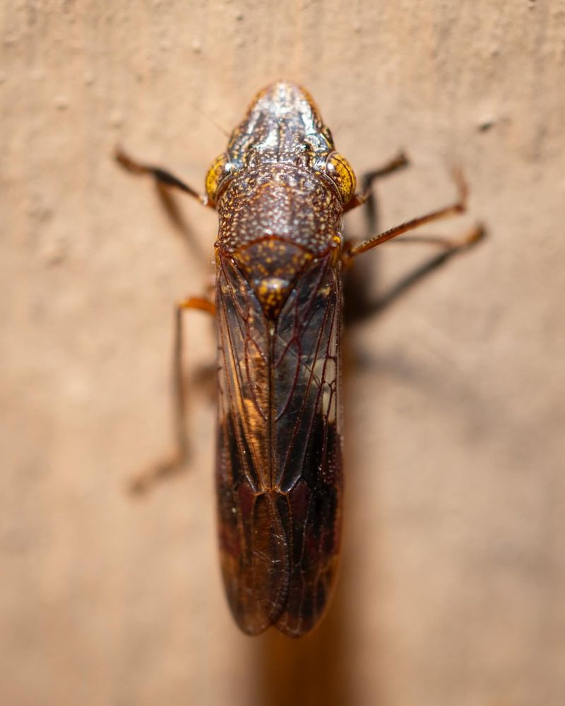 Glassy-Winged Sharpshooters: Grape Vine Vampires