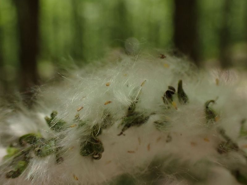 Cottonwood