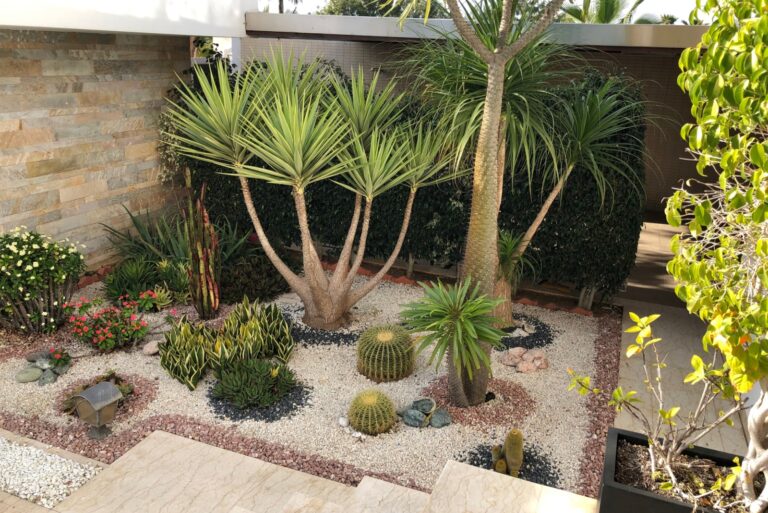 Modern beautiful urban desert garden