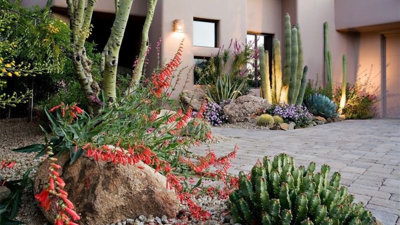 Choosing Native Plants For Heat Tolerance