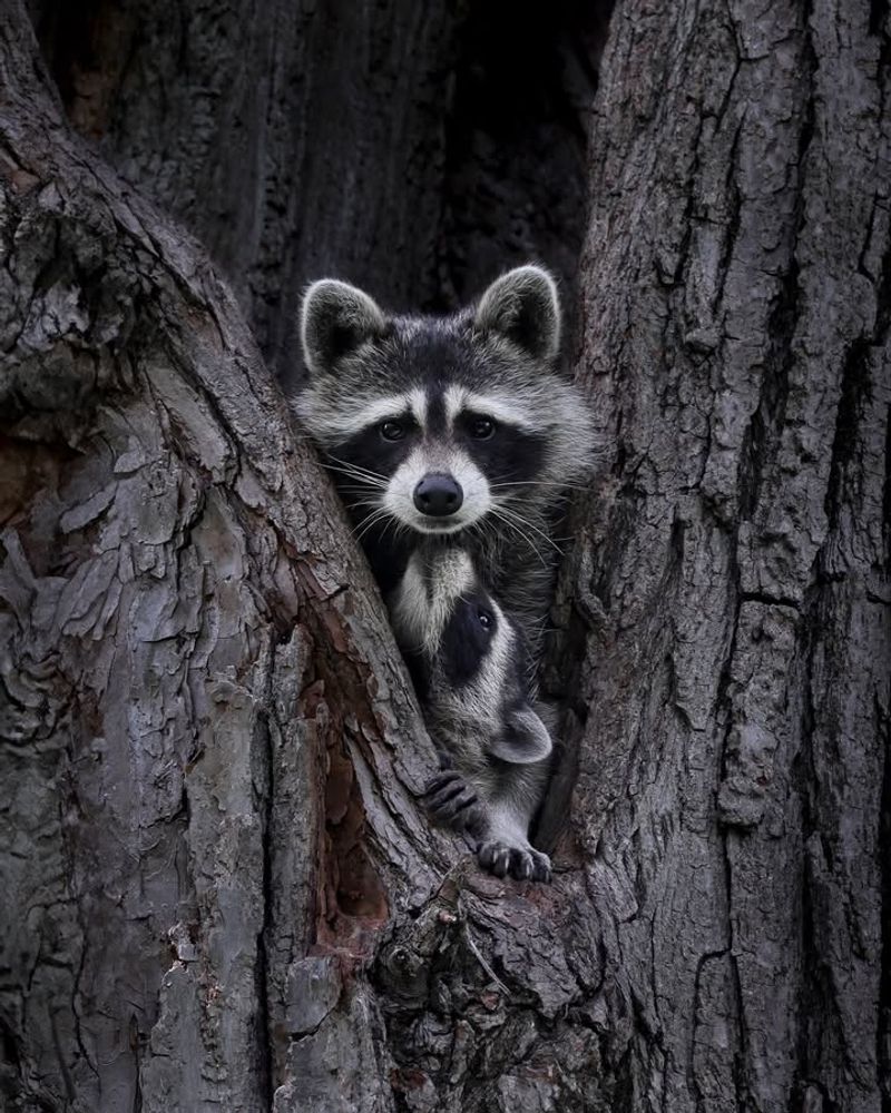 Raccoons: Masked Bandits
