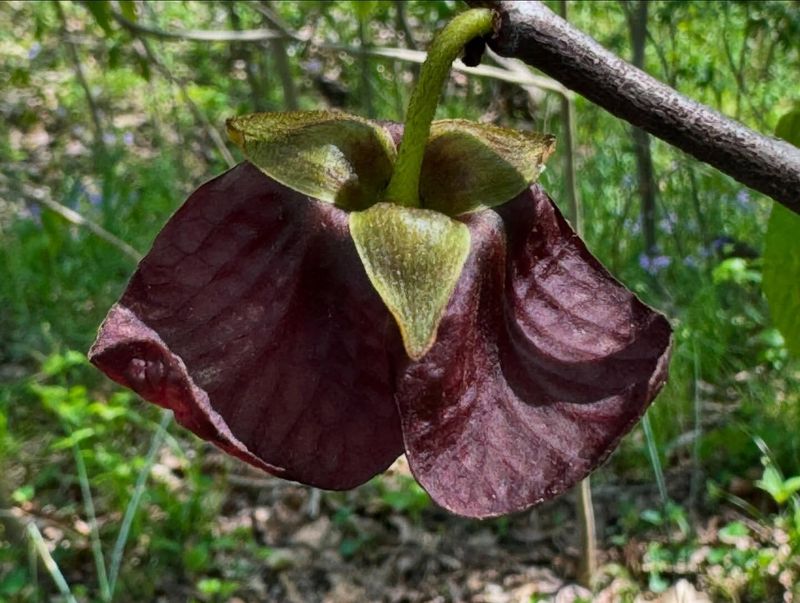 Pawpaw: Tropical Fruit In Missouri Gardens