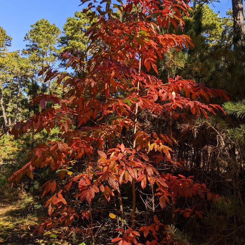 Fall Color Contrast Visibility