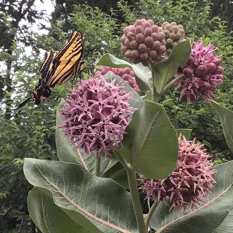 Butterfly-Friendly Showy Milkweed