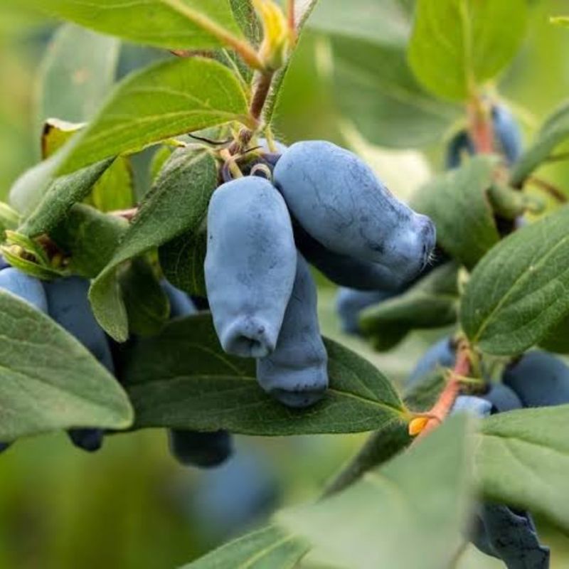Honeyberries