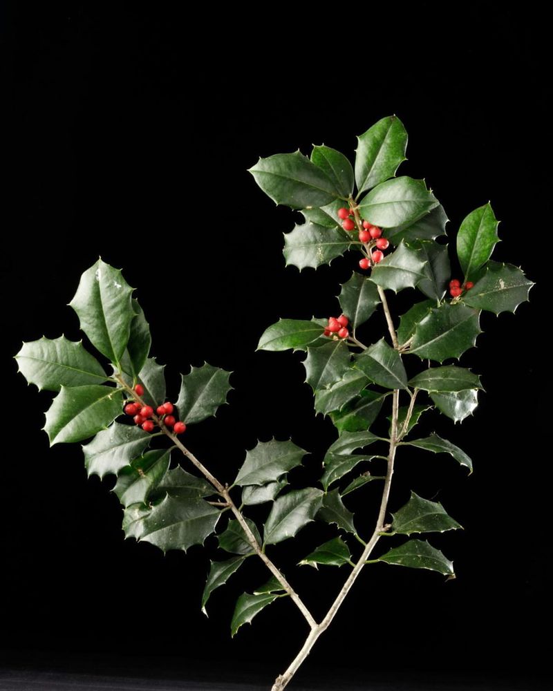 American Holly