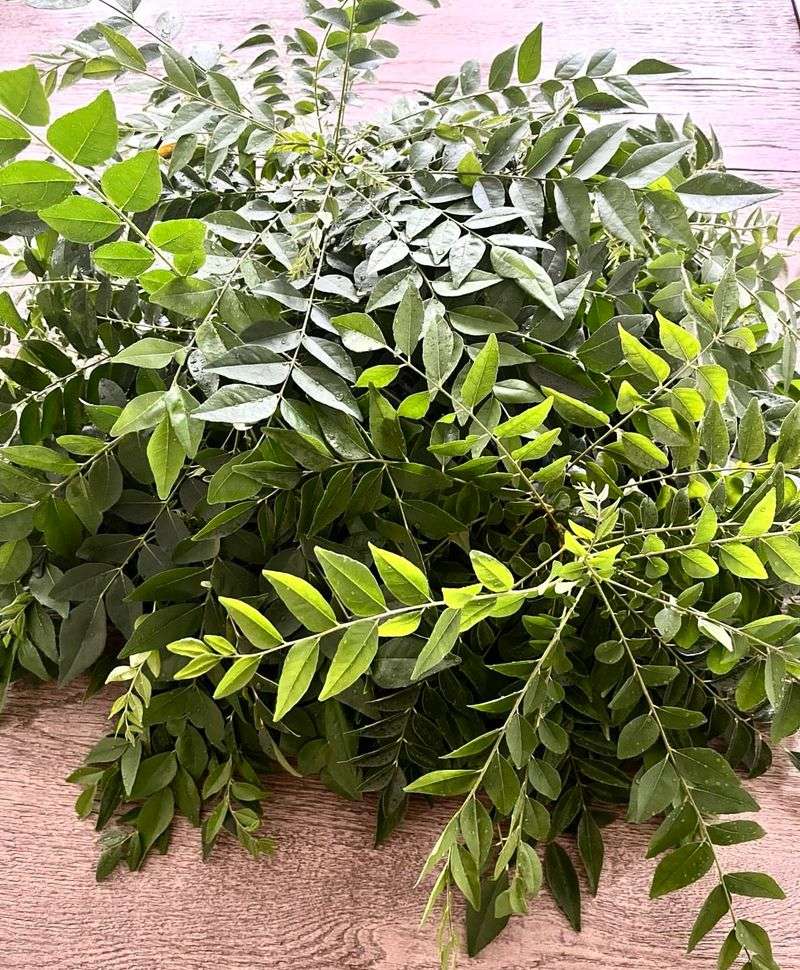 Curry Plant