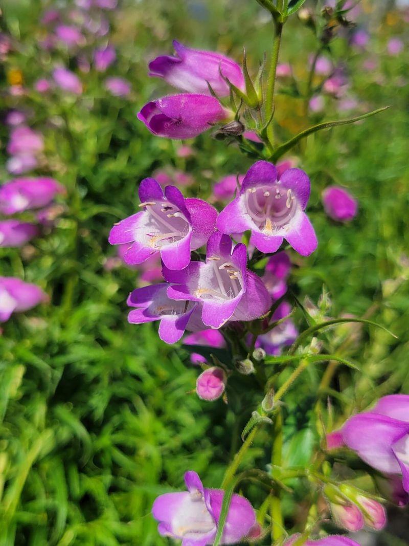 Penstemon