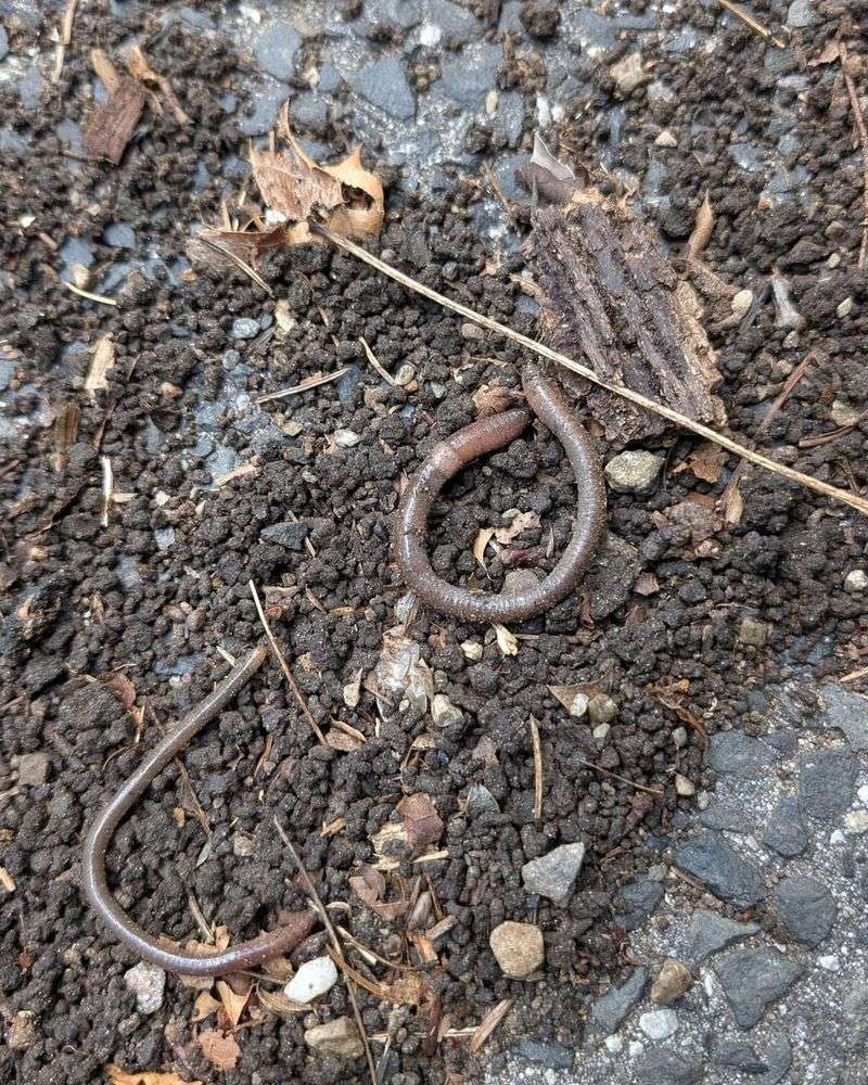 Invasive Earthworms Change Soil Ecology