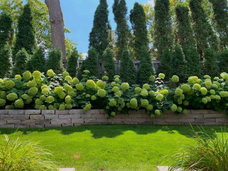 Tall Privacy Hedges