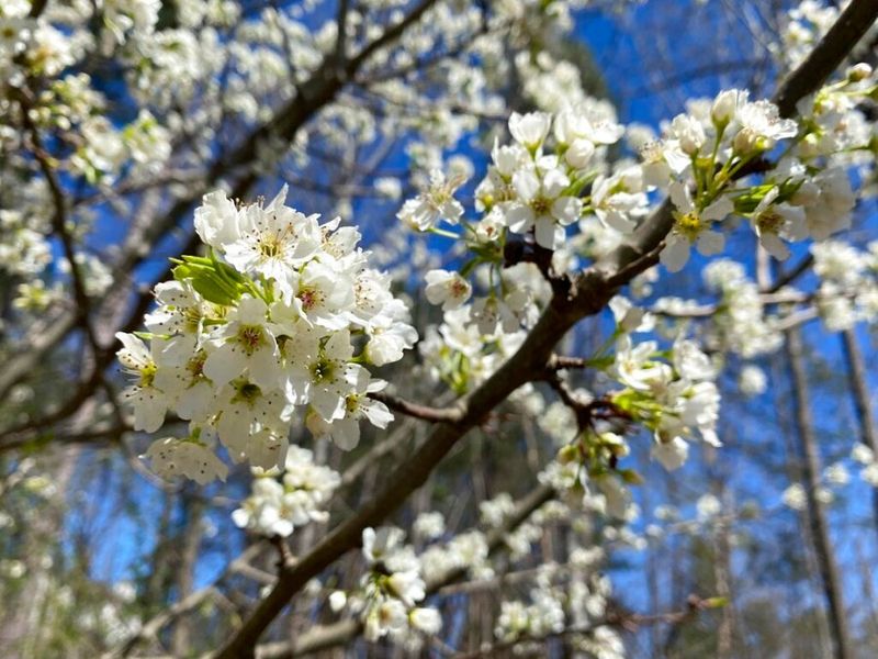Bradford Pear Trees