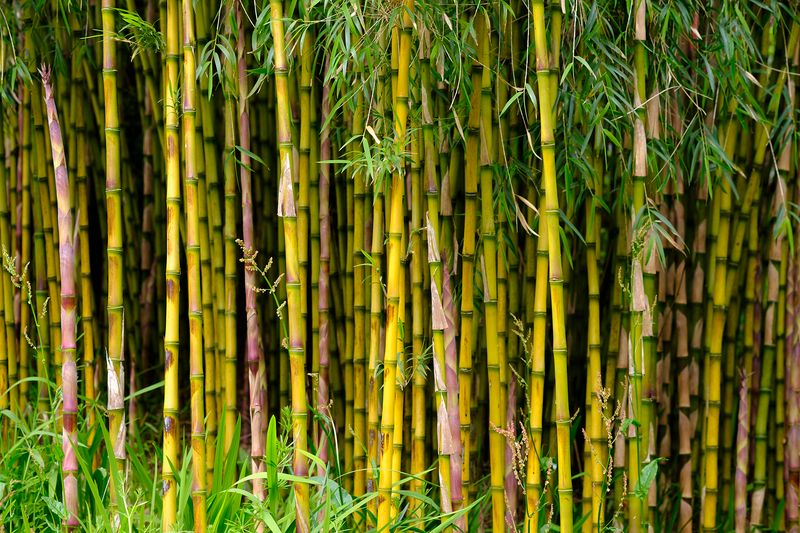 Invasive Bamboo Species