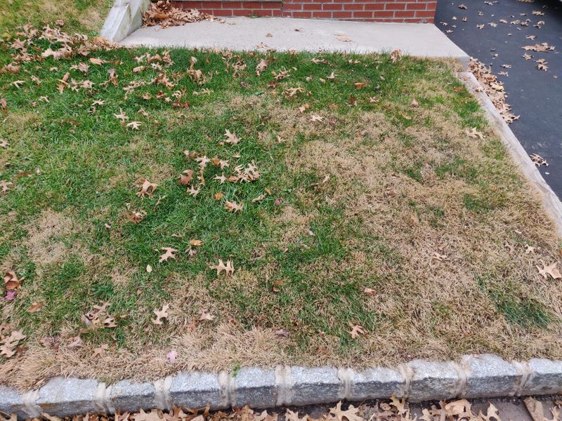 Water-Hungry Grass Lawns