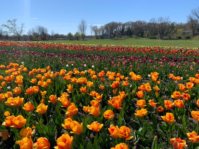 Community Tulip Planting Traditions