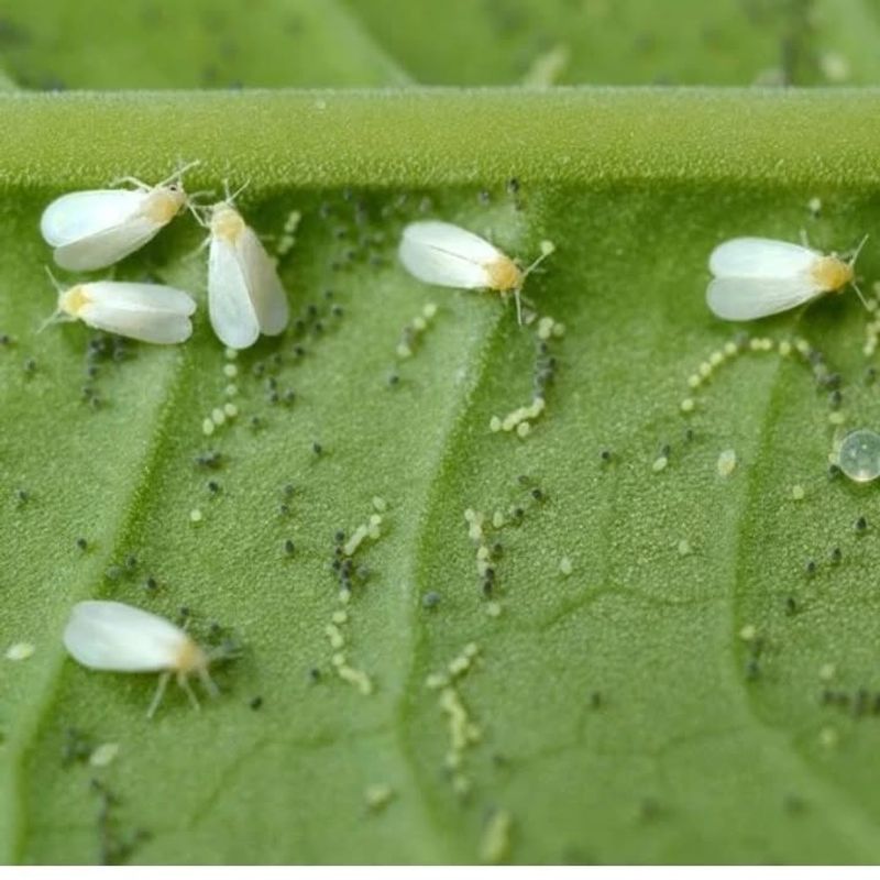 Whiteflies: Clouds Of Tiny Plant Vampires