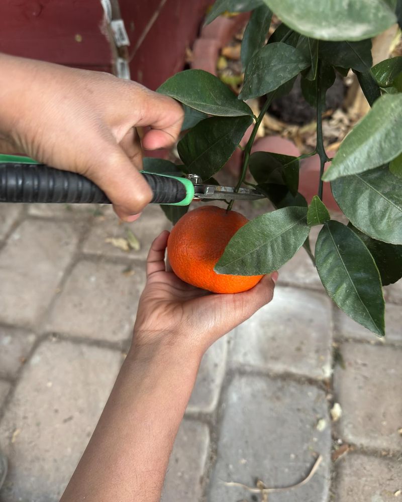 Citrus: Sunshine In Fruit Form