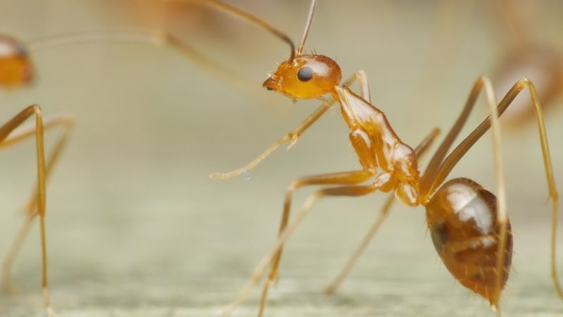Crazy Ants