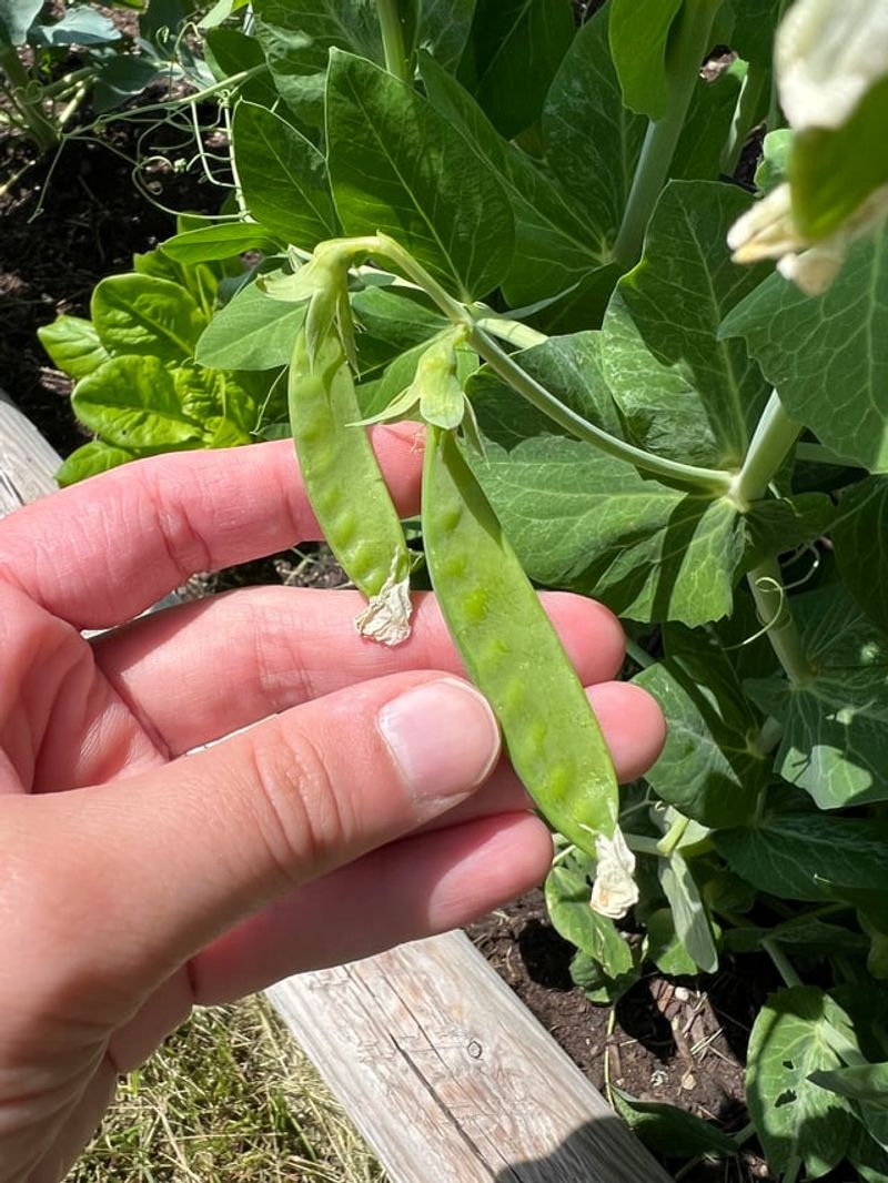 Peas