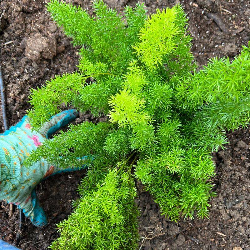 Asparagus Ferns Signal Harvest's End