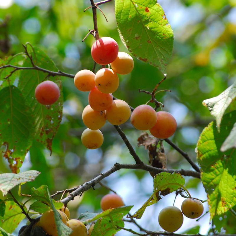 Mexican Plum