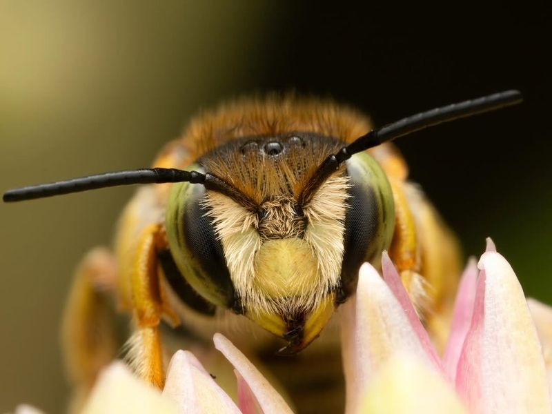 Contact Professional Pest Control
