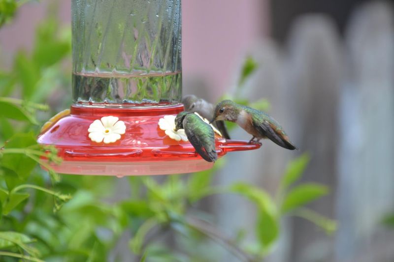 Enjoying Extended Observation Opportunities