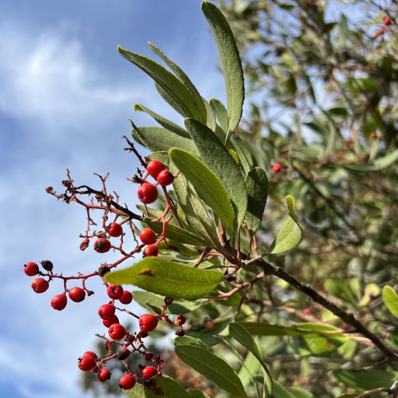 Toyon (Heteromeles arbutifolia)
