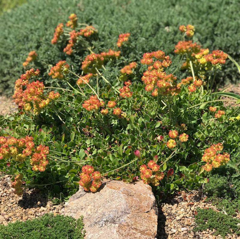 Buckwheat