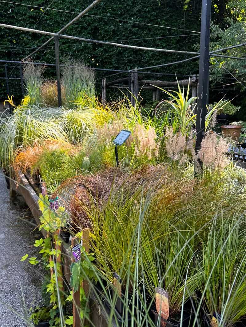 Ornamental Grasses