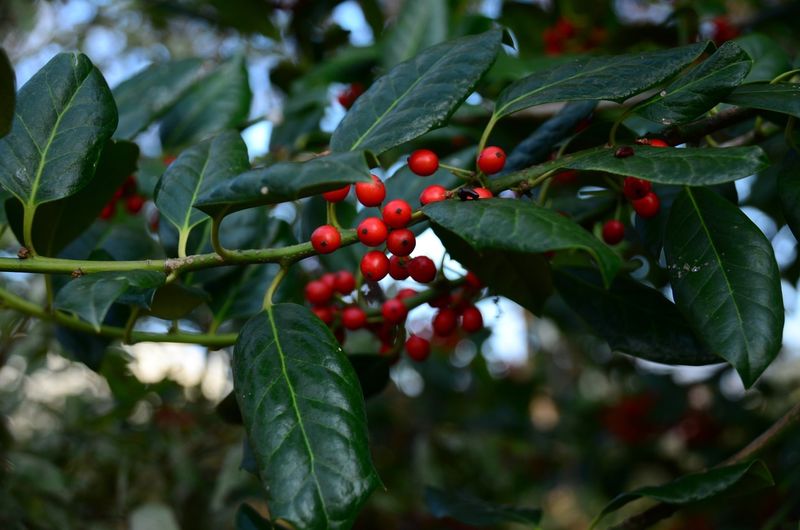 Holly