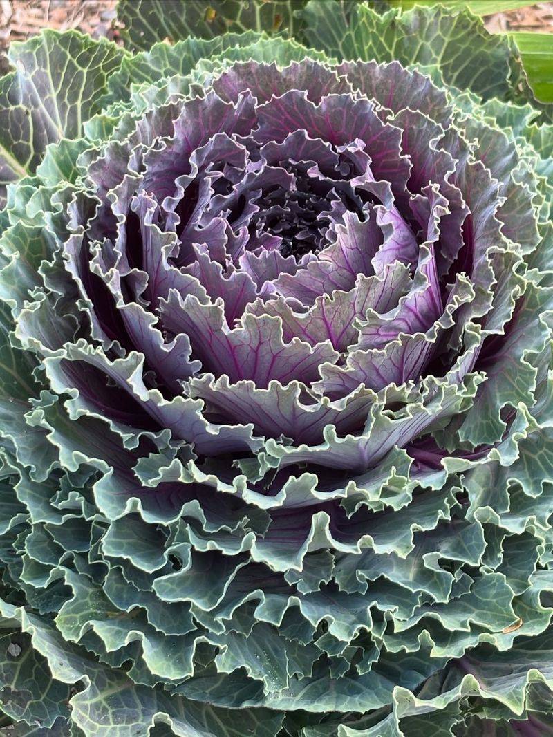 Ornamental Cabbage