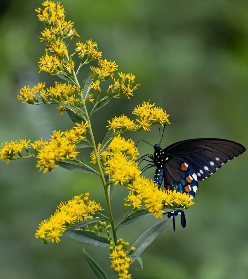 Goldenrod: Misunderstood Native Beauty