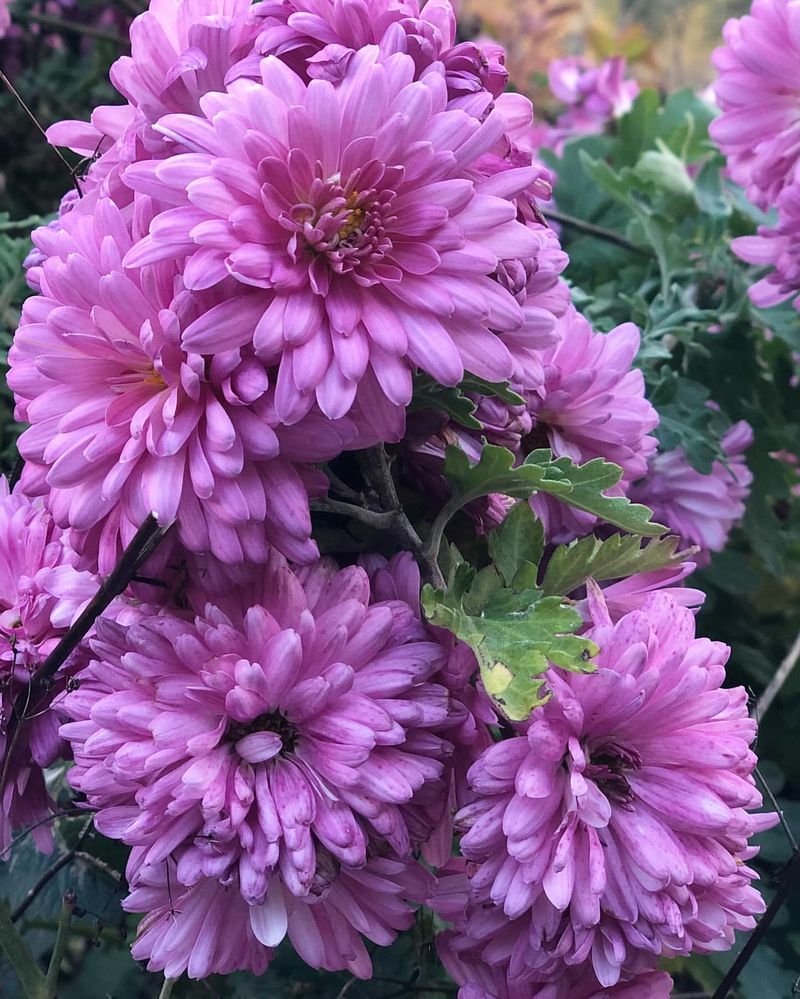 Chrysanthemums: The Classic Cottage Standby