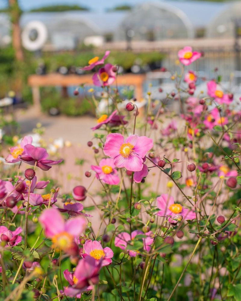 Japanese Anemones