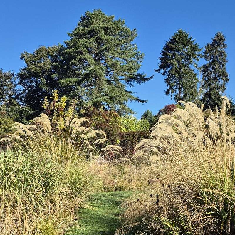 Ornamental Grasses