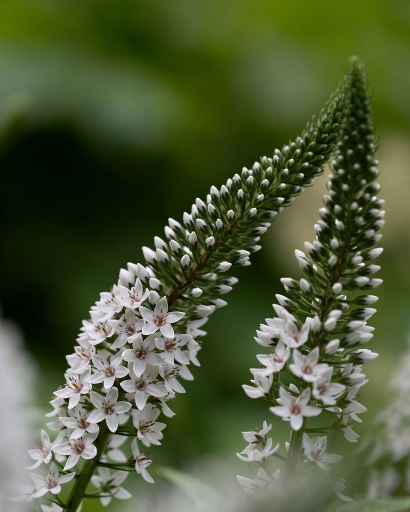 Gooseneck Loosestrife's Elegant Curves
